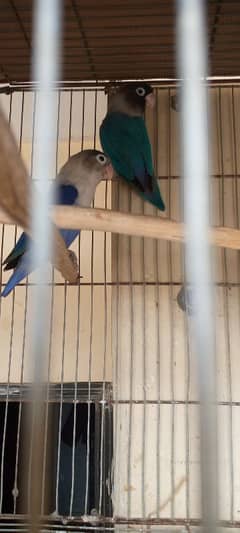 blue fisher pair