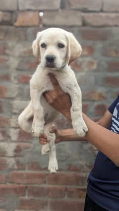 fimal pappy for sell arjant