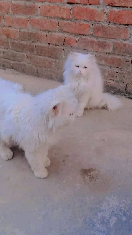 couple cat 3