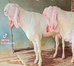 Rajanpuri Gulabi Qurbani Bakray