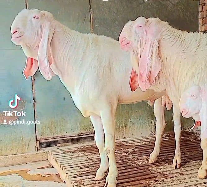 Rajanpuri Gulabi Qurbani Bakray 1