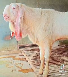 Rajanpuri Gulabi Qurbani Bakray