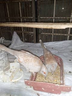 Red dove breeder pairs for sale.