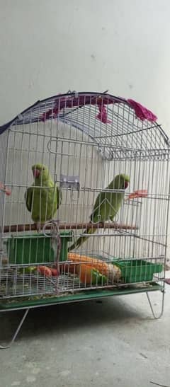 ringneck