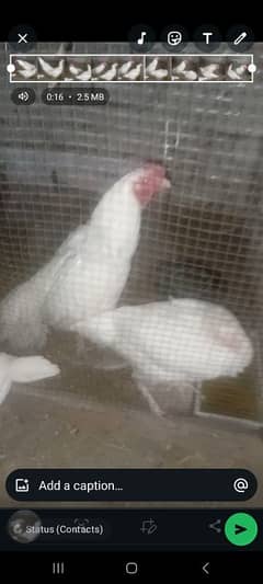 heera pair paper white high quality