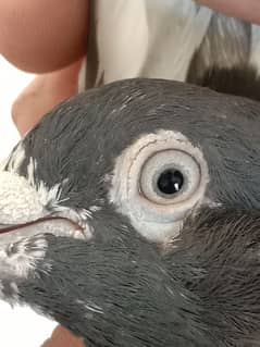 high