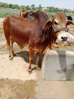 qurbani
