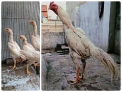Pure white shamo for sale