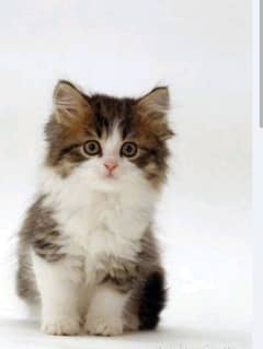 Persian