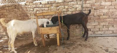 2 dant qurbani wala bakary 03106179030
