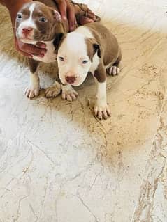 American pitbull puppies