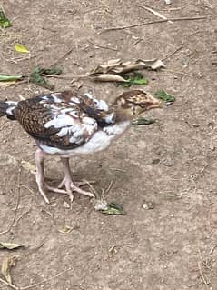 Aseel high quality chicks for sale