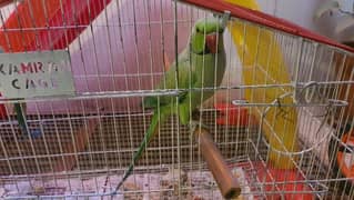 green parrot for sale pair