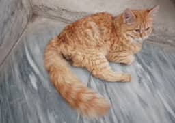 CAT  FOR SALE