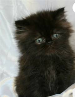 Persian kitten triple coated available for sale