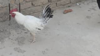 Australorp