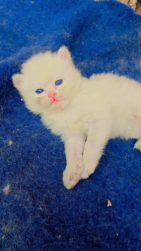 persian cats and kittens for sale wtsapp (0307/710/92/69) 5