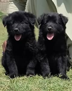 German Shepherd Pair | German Shepherd Double Coat Puppies For Sale