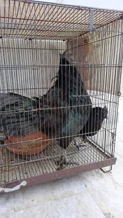 Ayam cemani grey tongue