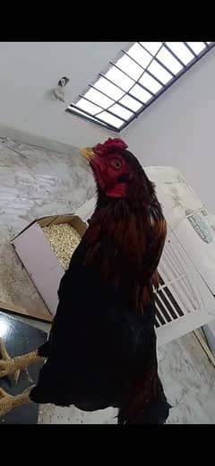 aseel roaster