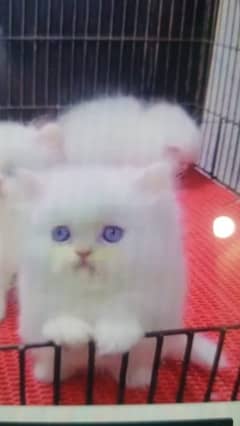 Persian cat for sale female my WhatsApp 0335071=9681