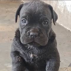 cane