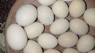 Dasi fertile eggs