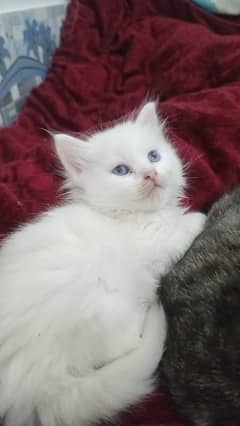 persian