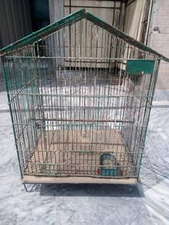 Parrot
