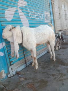 gullabi