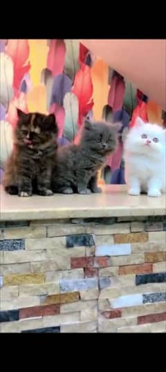 Persian cat for sale female my WhatsApp 0335071=9681