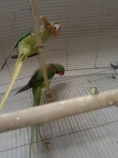 jumbo
