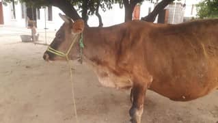 Jersey jhungi cow sath bachra for sale