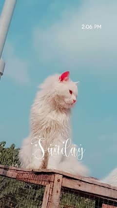 cat