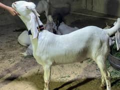 GOATS FOR SALE