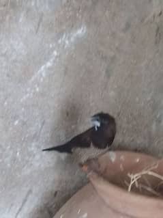 Euro 2 Crysted Male ready to first breed. . .