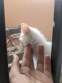 Tripple coat Persian cat
