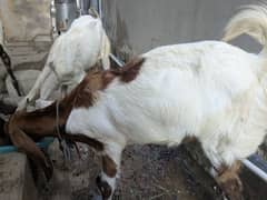 bakri