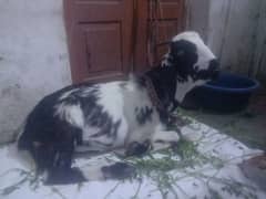 For sale ha bakara