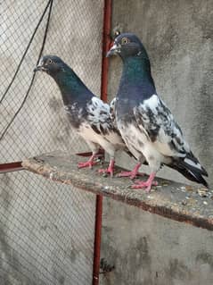 Pure Quality Ferozpuri Pair