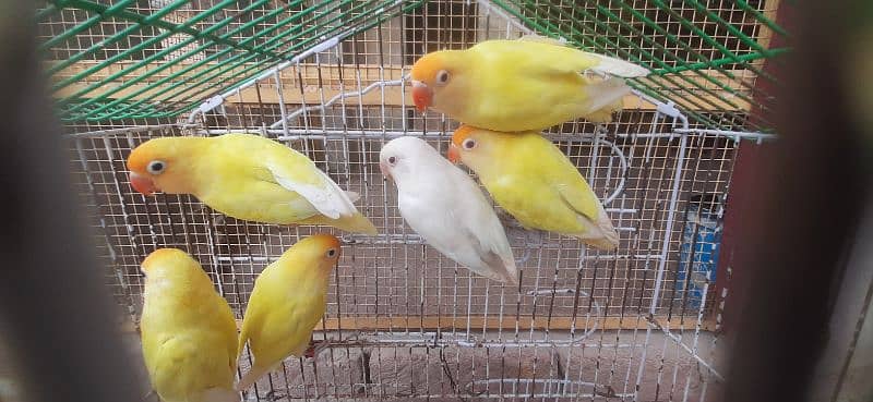 Cremino decino Albino 0