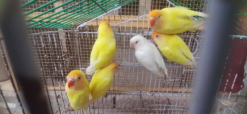 Cremino decino Albino 1