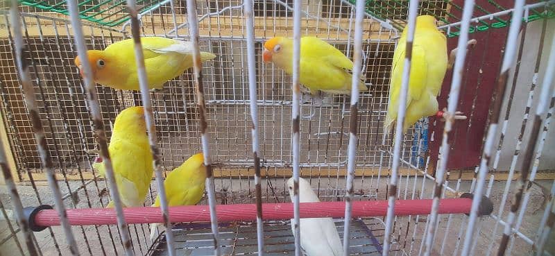 Cremino decino Albino 3