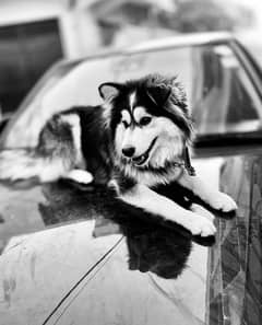 husky