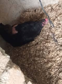Black astrolop hen 1 year 1800 golden misri