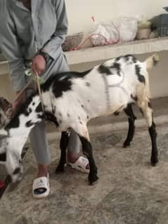 Bakra