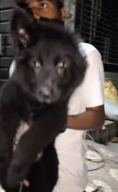 German shepherd puppies available for sale WhatsApp 0328=76=25=932=
