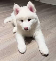 Alaskan Husky Puppy Male For Sale