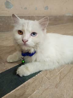 Persian