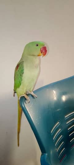 Kashmiri parrots beautiful